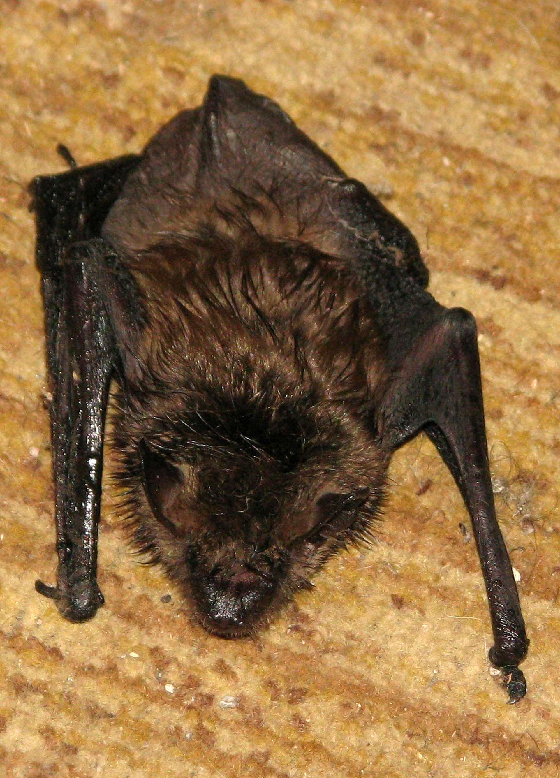 Fledermaus